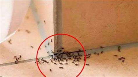 家里很多蚂蚁风水